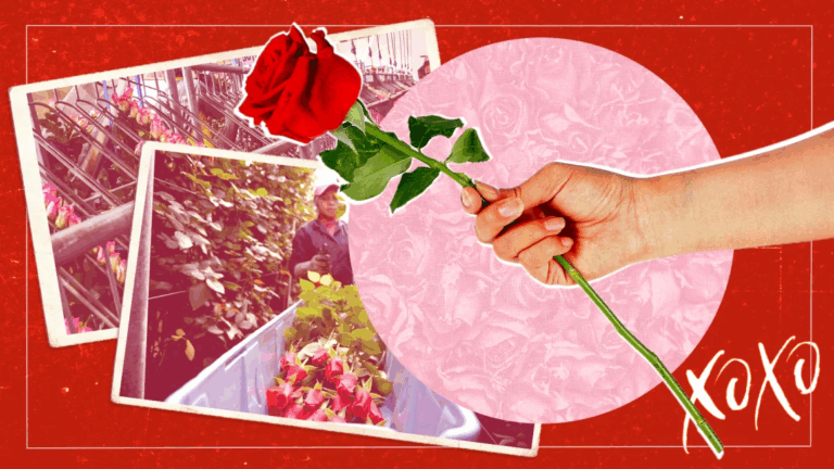 Día de los Enamorados: ¿De dónde vienen las rosas que se regalan el 14 de febrero?