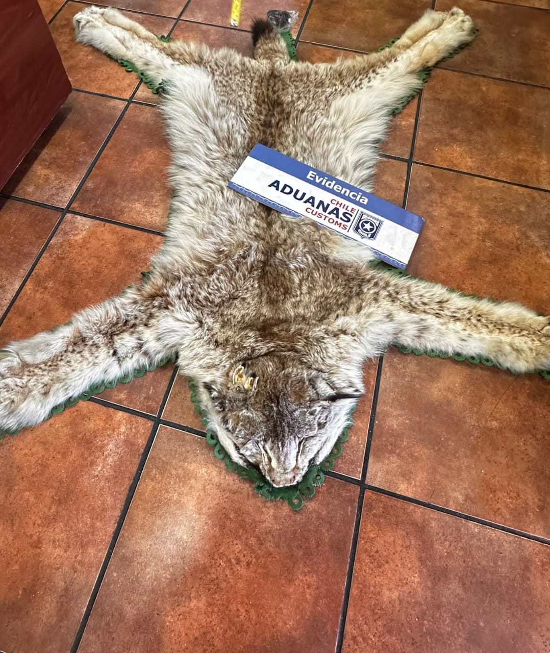 Incautan contrabando de pieles disecadas en Aduanas de San Antonio/Aduanas