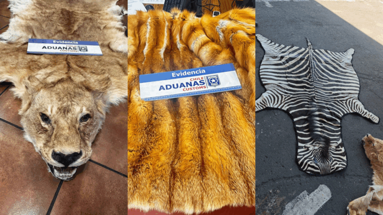 Aduanas incautó pieles de animales disecadas en San Antonio: Serían utilizadas como alfombras