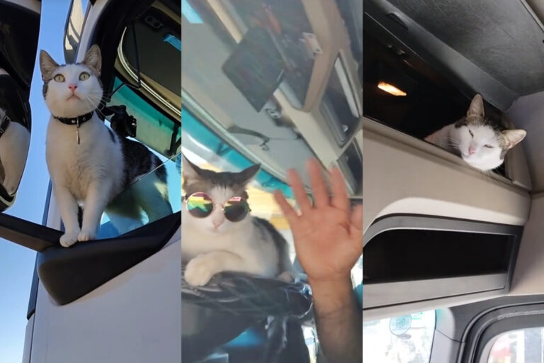 Gatita camionera chilena se hace viral por la tierna relación que tiene con su dueño: Trabaja revisando la carga