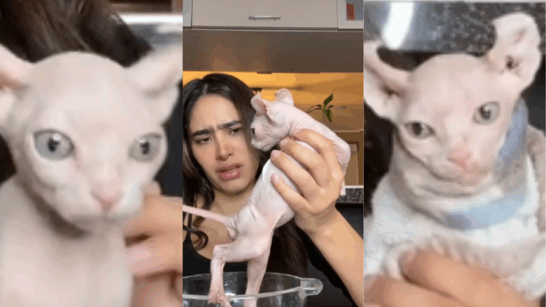 Mujer peruana baña a su gato esfinge y recibe duras críticas: ¿Es necesario hacerlo?