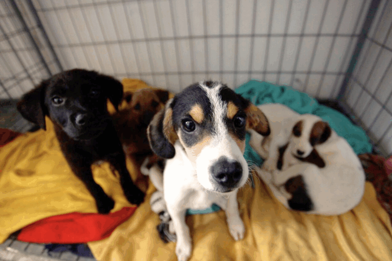 Roban ketamina desde veterinaria municipal de Ovalle: Situación afectó tratamiento de animales