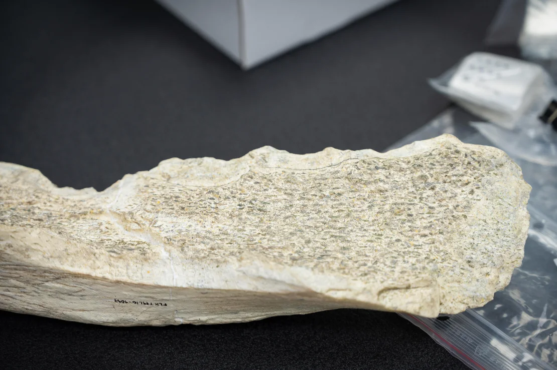 Los homínidos dejaron marcas distintivas y crearon bordes afilados tallando los huesos o desprendiendo lascas con piedras. CSIC