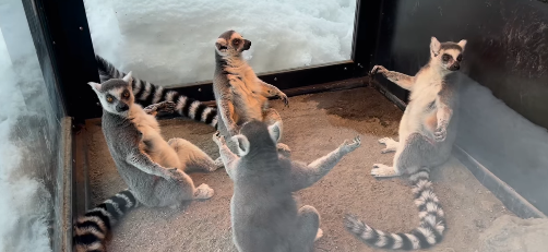 ¿Particular ritual?: Viralizan video de un grupo de lémures “meditando” en zoológico de Japón
