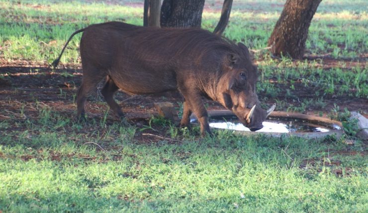 Jabalí mata a hombre en Argentina: Especie invasora está en Chile desde los años 60