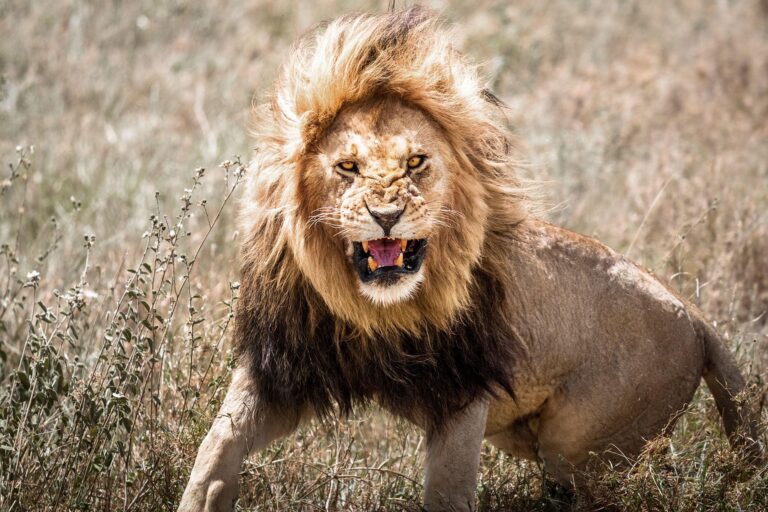 León mata a niña de 14 años en Kenia tras ingresar a vivienda cerca de parque nacional