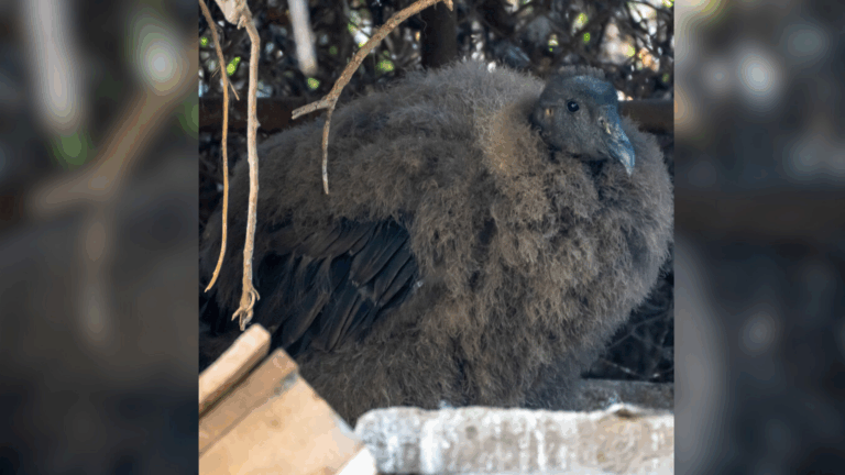 Sorpresa en zoológico de Quilpué por nacimiento de cóndor: Especie está en peligro de extinción
