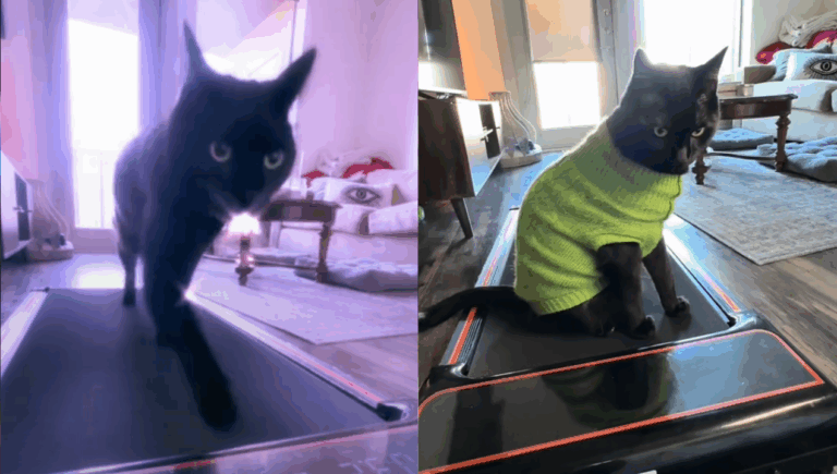 Gatos 