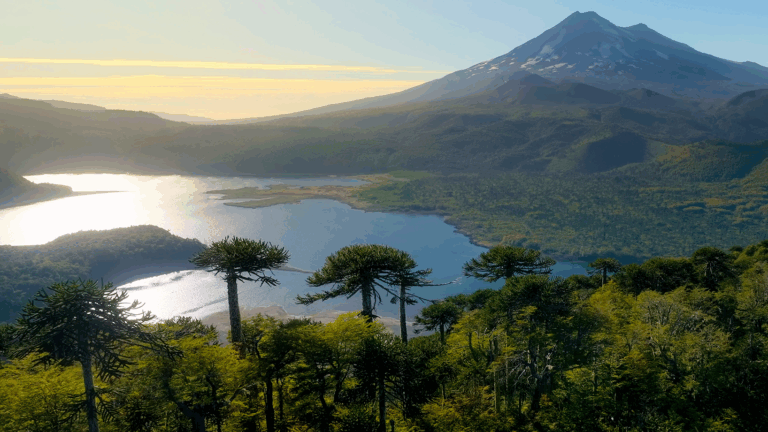 Santiago Wild 2025 anuncia su programación: Incluirá estrenos de BBC y Netflix y acceso gratuito online