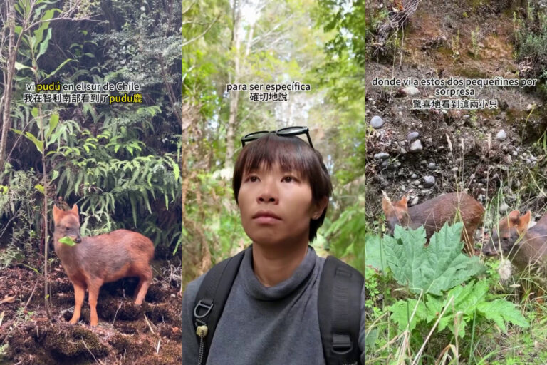 Turista china sorprendida al ver un pudú en Chiloé: “Me sentí super contenta al encontrarme con la fauna chilota”
