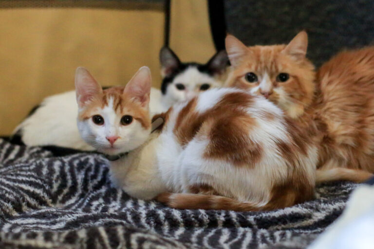 Día del gato: Seis datos y curiosidades que no conocías de los felinos