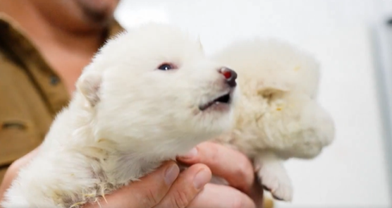 Rómulo, Remo y Khaleesi: Así se ven son los cachorros de lobo gigante, especie clonada, extinta desde hace más de 10 mil años