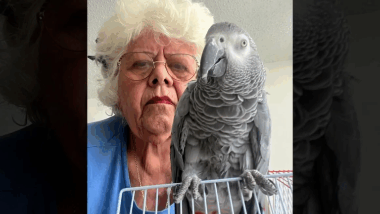 A una mujer de 76 años le prohibieron subir a un vuelo con su loro: Ahora está varada en Puerto Rico