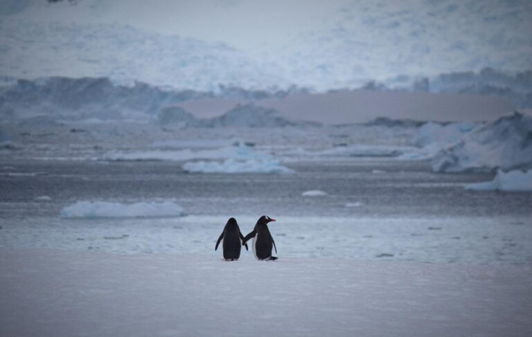 Donald Trump impone aranceles a un archipiélago remoto donde solo habitan pingüinos y focas