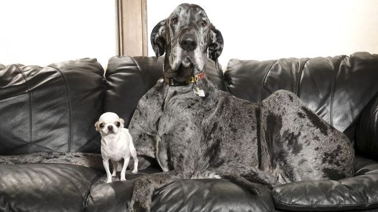 El perro más grande del mundo conoció al más pequeño: Así fue su emotivo encuentro