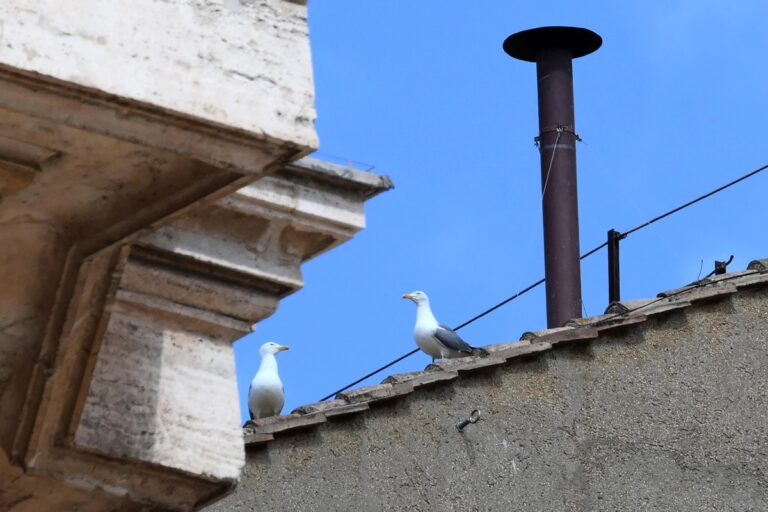 Las gaviotas, la otra imagen del cónclave que molesta en Roma