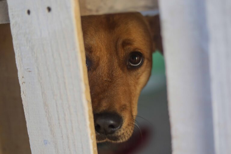 Obesidad en perros podría fomentar tumores más agresivos y resistencia a tratamiento contra el cáncer, según estudio