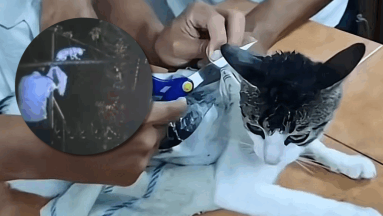 “Narco michi”: Policía de Costa Rica atrapa a gato usado para ingresar droga a una cárcel