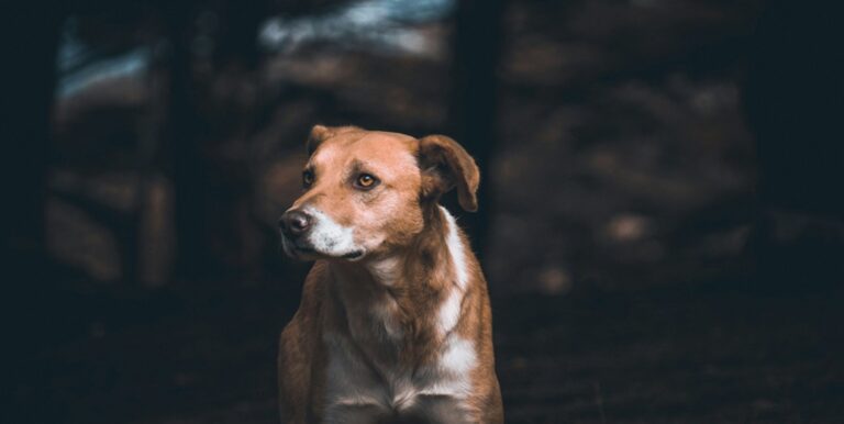 Día Mundial del Perro Sin Raza: Las fortalezas genéticas y las ventajas de adoptar un kiltro chileno