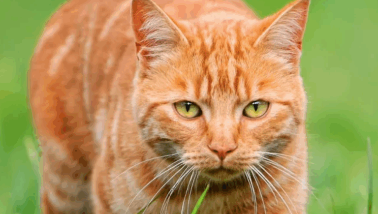 ¿Qué tienen de especial los gatos naranjas? Los científicos descubrieron que son 'freaks' de la naturaleza