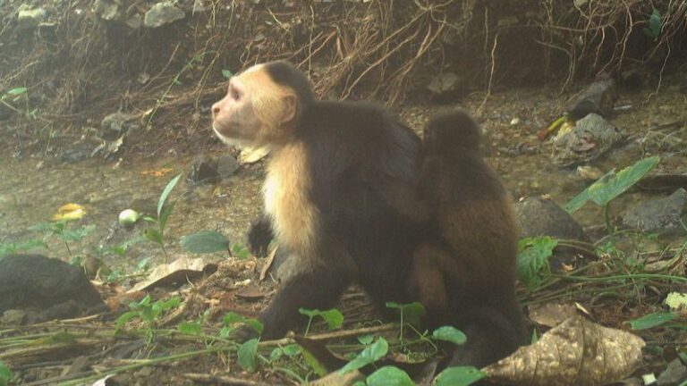Monos en isla panameña secuestran crías de otra especie: ¿Qué explican los científicos?