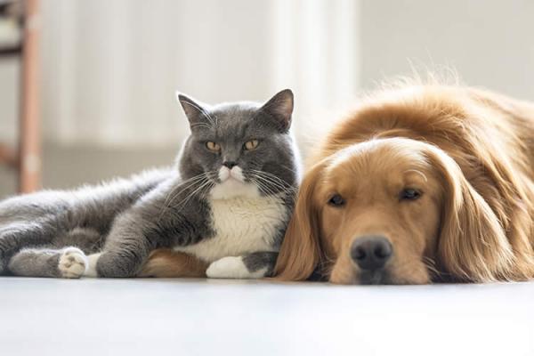 Soy veterinaria y estos son los 5 mejores consejos para proteger a perros y gatos en invierno
