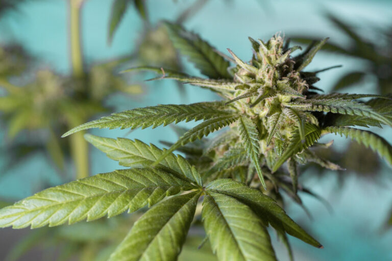 Fumar marihuana y consumir comestibles con THC se asocia con enfermedades cardíacas tempranas, según un nuevo estudio