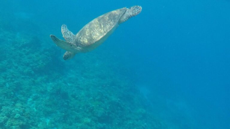 Investigación revela que 60% del hábitat crítico para la diversidad marina no tiene objetivos de conservación
