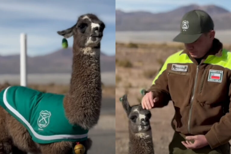 “Su madre murió en el parto”: La historia de Miguelito, la llama adoptada por Carabineros que hoy “es un funcionario más”