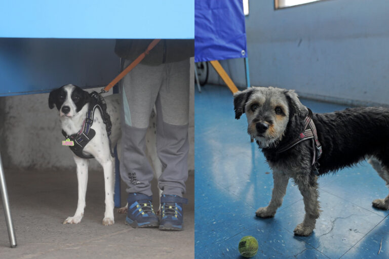 Se robaron la película: Mascotas acompañan a sus dueños a votar en las primarias oficialistas