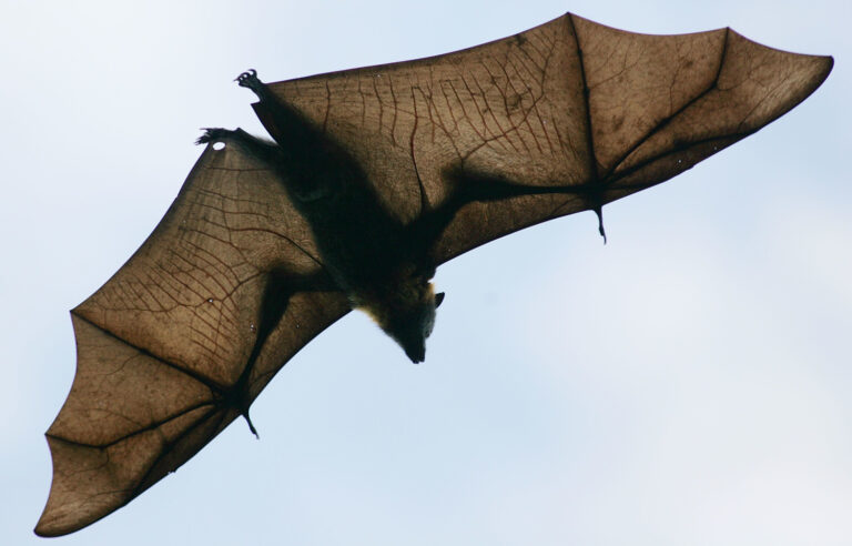 Preocupación en China tras el descubrimiento de un nuevo virus en murciélagos de huertos frutales