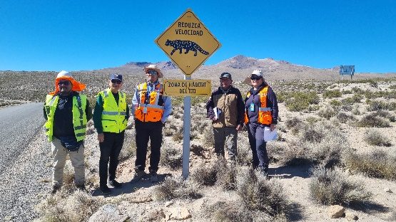 Instalan señalética para protección de felinos nativos en rutas de Arica y Parinacota: Busca fomentar conducción responsable
