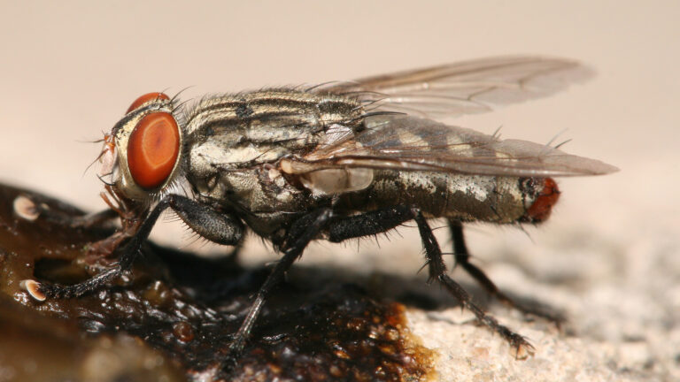 La mosca devoradora de carne resurge en América: Alerta sanitaria para humanos y ganado