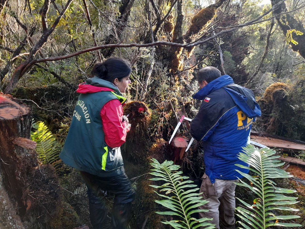 Conaf denuncia corta ilegal de ciprés de las Guaitecas en la Reserva Nacional Katalalixar en Aysén/Ricardo San Martín/Conaf