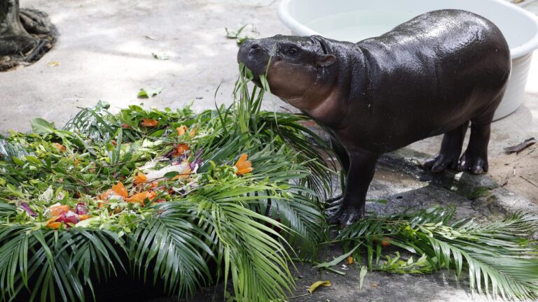 La famosa hipopótama pigmea Moo Deng cumple su primer año: Personas la celebraron en zoológico de Tailandia
