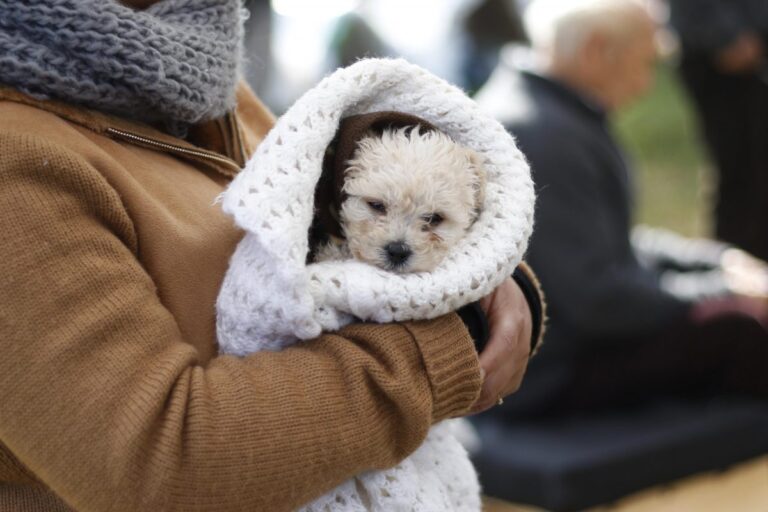 ¿Cuáles son los beneficios de tener un perro?