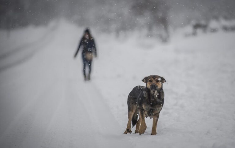 Veterinario aclara: ¿En qué casos se recomienda abrigar a las mascotas?