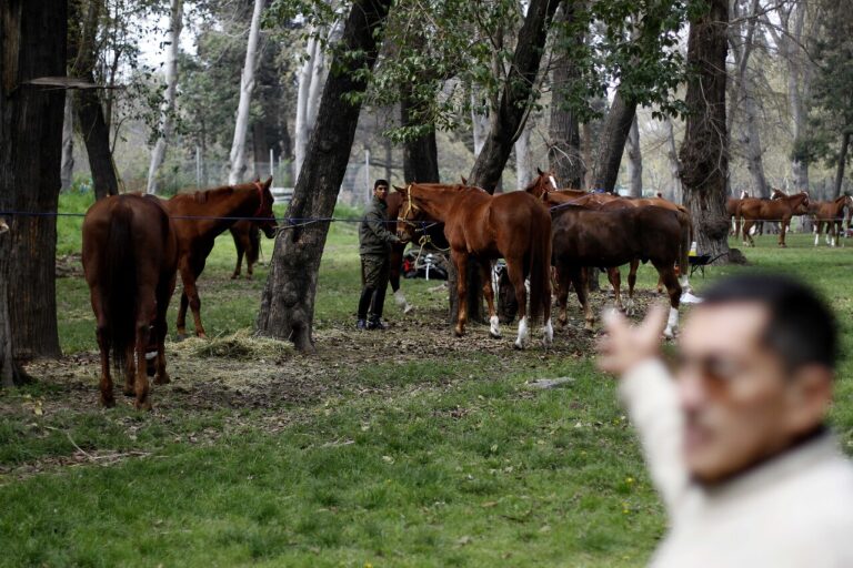 La Araucanía: Una veintena de caballos han sido sacrificados por anemia infecciosa equina