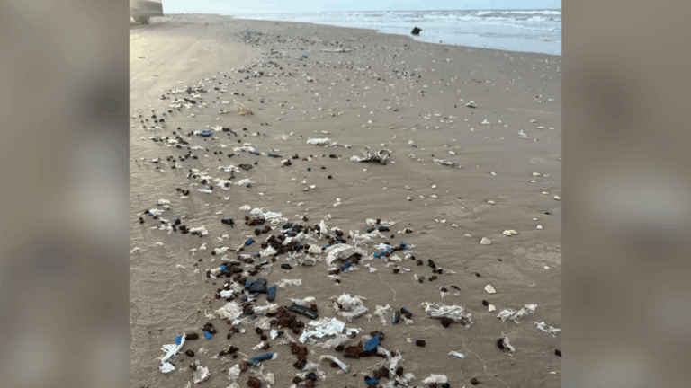 Tortugas en peligro de extinción habitan entre restos de un cohete de SpaceX en una playa de México