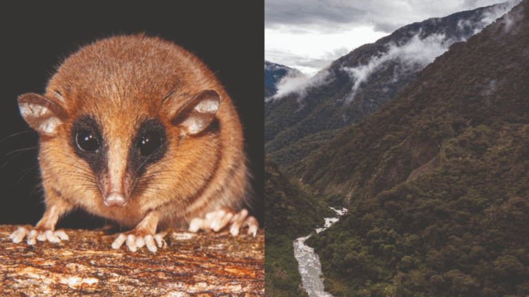Descubren en la Amazonía de Perú una nueva especie de marsupial altoandino