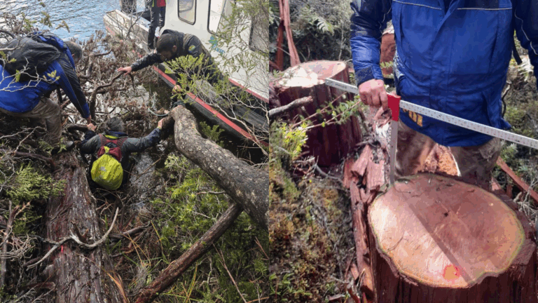 Conaf denuncia corta ilegal de Ciprés de las Guaitecas en reserva nacional en Aysén: Algunos ejemplares tenían más de 500 años