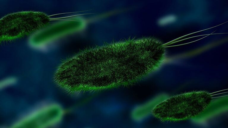 Científicos descubren bacterias intestinales que eliminan los peligrosos 