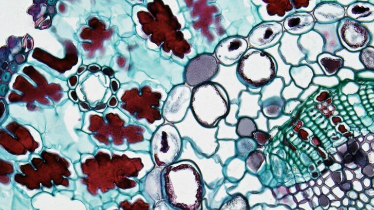 Científicos descubren un nuevo y misterioso orgánulo celular que podría revolucionar la medicina