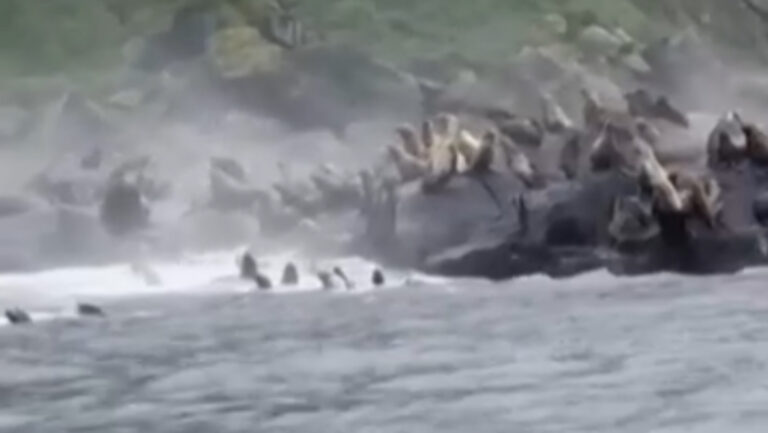 Impresionante video muestra cómo leones marinos reaccionan con instinto de supervivencia durante el terremoto en Kamchatka