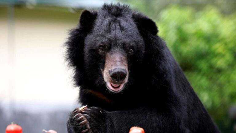 Ante recientes ataques: Japón está organizando simulacros de osos