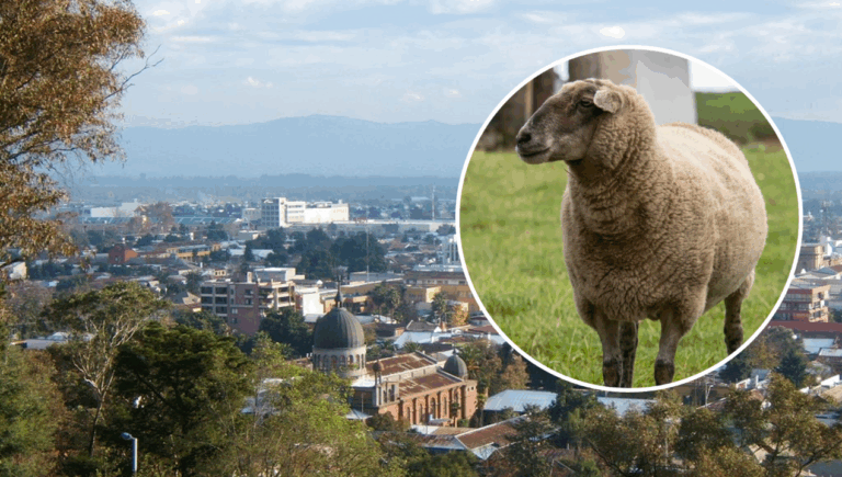 Hombre robó un cordero rifado en bingo solidario de Curicó y lo devolvió al día siguiente tras arrepentirse
