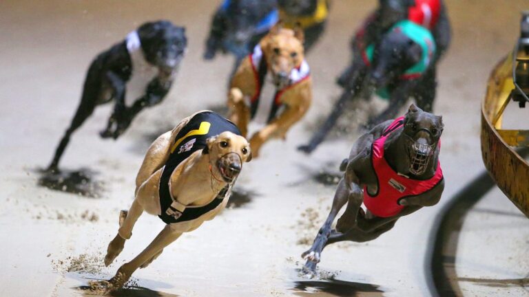 Nueva Zelandia ratifica veto a las carreras de galgos: 