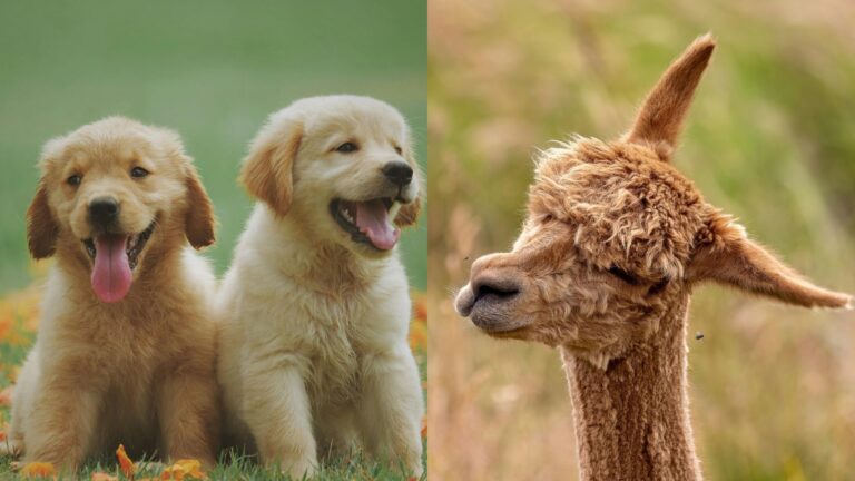 ¿Cómo afecta el frío a los animales silvestres y domésticos en invierno?