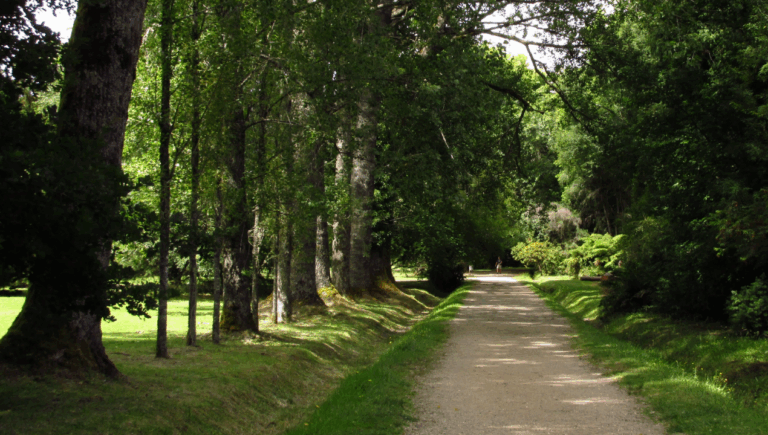 Estudio en Valdivia y Osorno revela que pequeños espacios verdes mejoran tanto como un parque la salud mental
