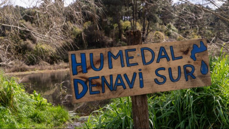 Declaran nuevo humedal urbano a Denavi Sur en Talcahuano: Permitirá proteger más de 20 especies de aves